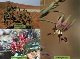 Attēlu rezultāti vaicājumam “Colchicaceae”