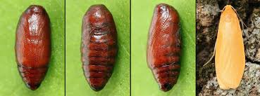 Attēlu rezultāti vaicājumam “Eilema sororcula”