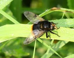 Attēlu rezultāti vaicājumam “Volucella bombylans”