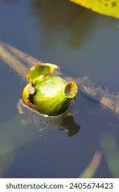 Attēlu rezultāti vaicājumam “Nuphar lutea fruit”