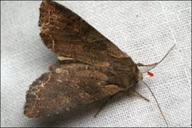 Attēlu rezultāti vaicājumam “Lacanobia suasa”