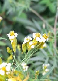 Attēlu rezultāti vaicājumam “Tagetes”