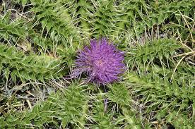 Attēlu rezultāti vaicājumam “Cirsium acaule fruit”