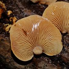 Attēlu rezultāti vaicājumam “Panellus stipticus”