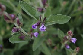 Image result for Salvia officinalis