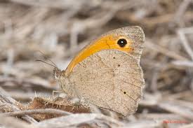 Attēlu rezultāti vaicājumam “Maniola jurtina male”