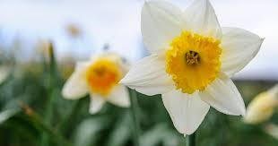 Attēlu rezultāti vaicājumam “Narcissus bud”