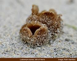 Attēlu rezultāti vaicājumam “Peziza ammophila”