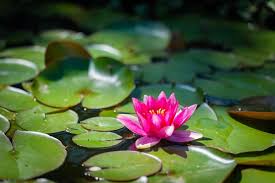 Attēlu rezultāti vaicājumam “Nymphaea alba flower”