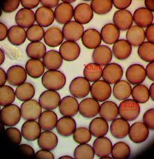 Attēlu rezultāti vaicājumam “Badhamia bethelii”