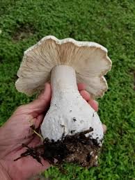 Image result for macrocybe titans