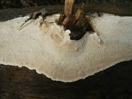 Attēlu rezultāti vaicājumam “Antrodia crassa”