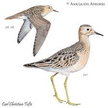 Attēlu rezultāti vaicājumam “Calidris”