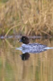 Attēlu rezultāti vaicājumam “Bucephala clangula female”