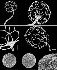 Attēlu rezultāti vaicājumam “Clastoderma debaryanum spores”