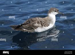 Image result for Puffinus gravis