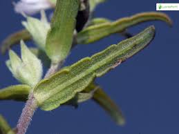 Attēlu rezultāti vaicājumam “Odontites vulgaris fruit”