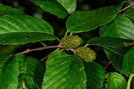 Attēlu rezultāti vaicājumam “Betula alleghaniensis fruit”