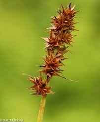 Attēlu rezultāti vaicājumam “Carex vulpina”