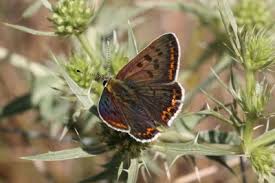 Attēlu rezultāti vaicājumam “Lycaena tityrus female”