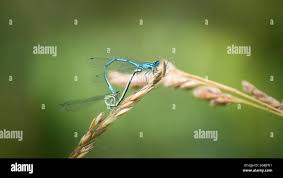 Attēlu rezultāti vaicājumam “Nehalennia speciosa”