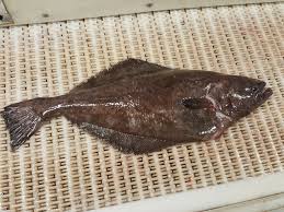 Image result for Reinhardtius hippoglossoides