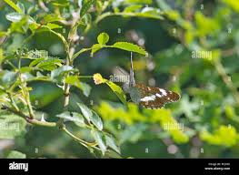 Attēlu rezultāti vaicājumam “Limenitis camilla underside”