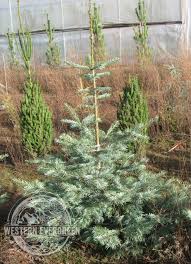 Attēlu rezultāti vaicājumam “Abies concolor”