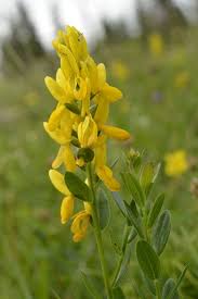 Image result for Genista tinctoria
