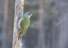 Attēlu rezultāti vaicājumam “Picus canus female”