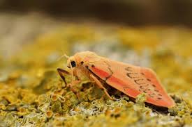 Attēlu rezultāti vaicājumam “Miltochrista miniata”