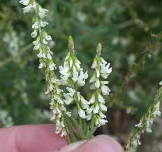 Attēlu rezultāti vaicājumam “Melilotus”