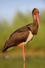 Attēlu rezultāti vaicājumam “Ciconia nigra”