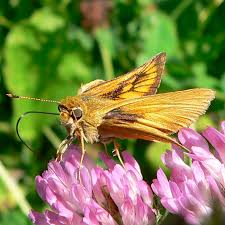 Image result for skiptondivers