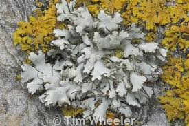 Attēlu rezultāti vaicājumam “Physcia adscendens”