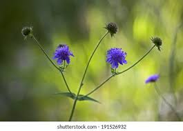 Image result for Knautia dipsacifolia
