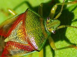 Attēlu rezultāti vaicājumam “Elasmostethus interstinctus nymph”