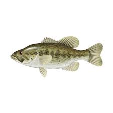 Image result for Micropterus salmoides
