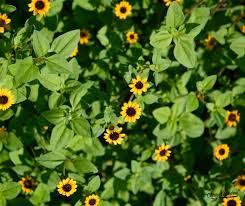 Image result for Sanvitalia procumbens