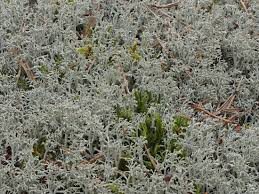 Attēlu rezultāti vaicājumam “Cladonia mitis”