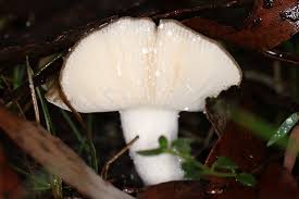 Attēlu rezultāti vaicājumam “Russulales”