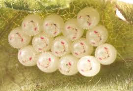 Attēlu rezultāti vaicājumam “Pentatomidae eggs”