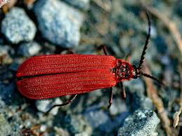 Attēlu rezultāti vaicājumam “Lycidae”