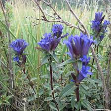Attēlu rezultāti vaicājumam “Gentiana pneumonanthe leaf”