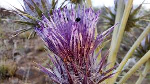 Image result for Ptilostemon afer