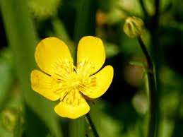 Attēlu rezultāti vaicājumam “Ranunculus lanuginosus leaf”