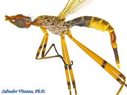 Attēlu rezultāti vaicājumam “Micropezidae”