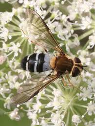 Attēlu rezultāti vaicājumam “Leucozona glaucia”
