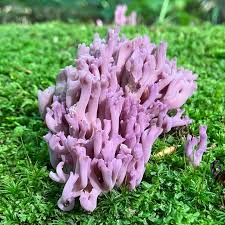 Attēlu rezultāti vaicājumam “Clavulina amethystina”