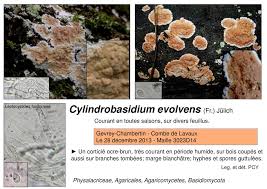 Attēlu rezultāti vaicājumam “Cylindrobasidium evolvens”